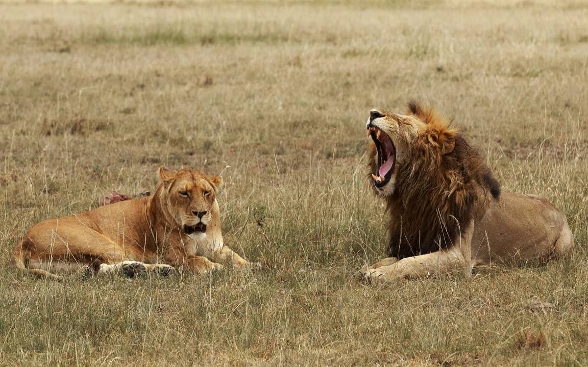 梦见狮子跟着我是什么预兆（梦见狮子和自己很亲热）
