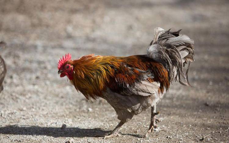 梦见好多小鸡是怎么回事（梦见好多小鸡满地跑）