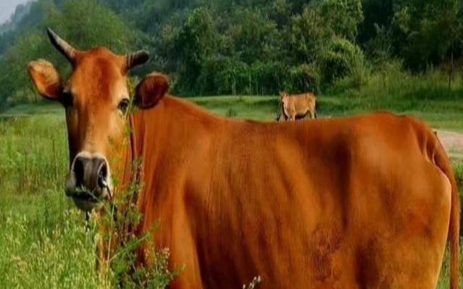 梦见一头大黄牛追着攻击我（梦到黄牛打架是什么预兆）