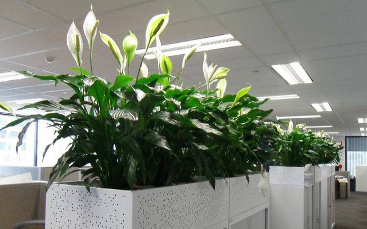 办公室植物摆放风水（女领导办公室最旺风水植物）