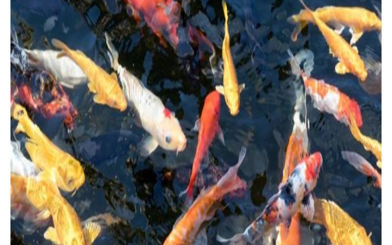 女人梦到黑鱼是胎梦吗（黑鱼有灵性吗）