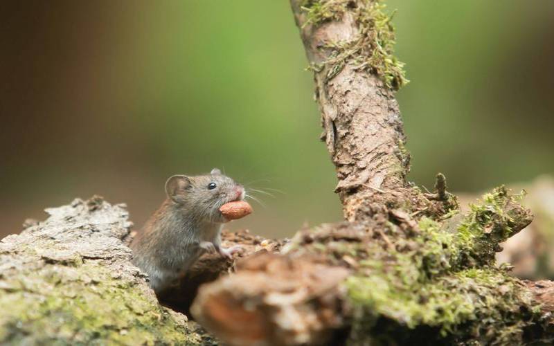 梦到打老鼠是什么征兆女性（梦见老鼠体型巨大）