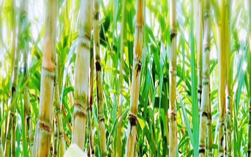 梦见吃甘蔗代表什么预兆（女人梦见吃甘蔗是什么意思）