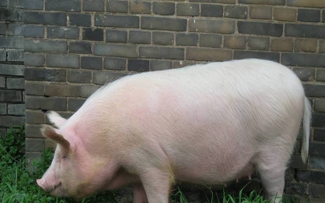 梦见白猪好不好（女人梦见白猪要发财）