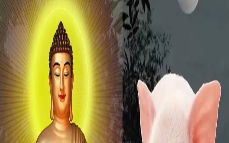 属猪犯克是哪个属相（1971年属猪今年运势如何）