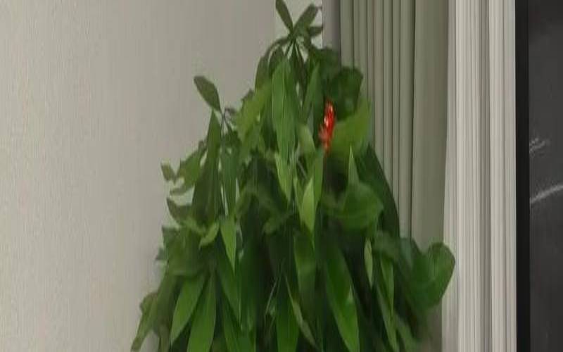 客厅摆放发财树摆放几盆好（客厅里放几盆花最好）