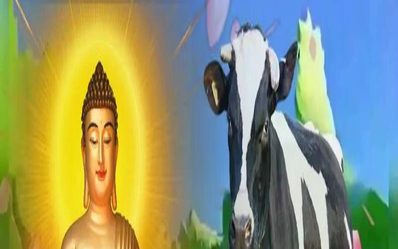 1949年属牛的晚年（49年属牛女最终寿命）