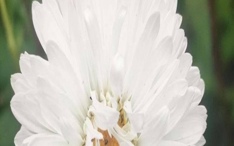 梦见白菊花好不好（已婚女人梦见白菊花）