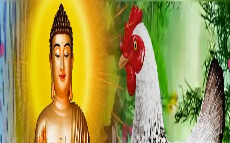 05年属鸡人三大坎（2005属鸡的婚姻和命运）