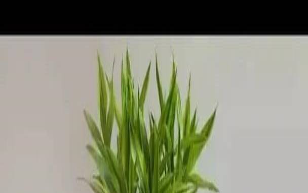 十二生肖旺财风水花草（12生肖养花招财）