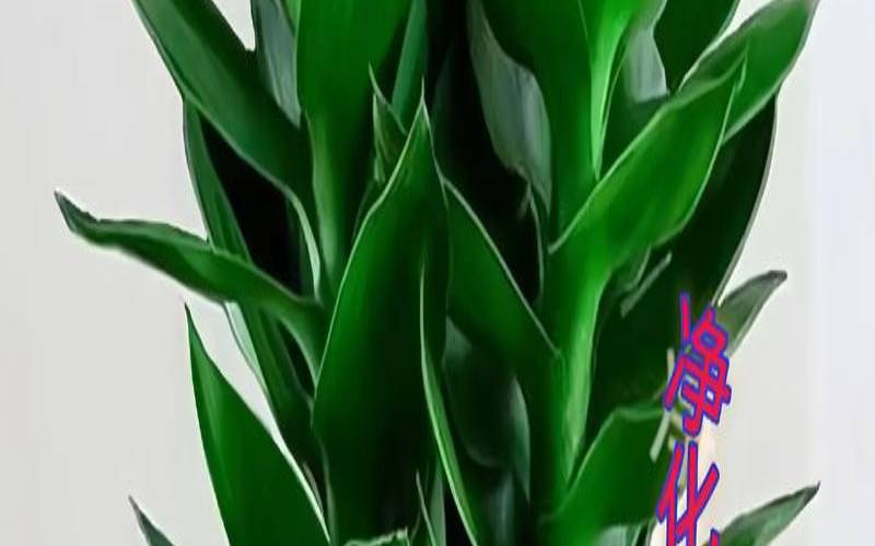 属猪适合养观音竹吗（属猪室内养什么植物旺财）