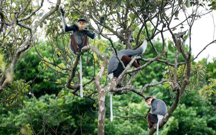 梦到猴子攻击自己（梦见猴子是仙家托梦）
