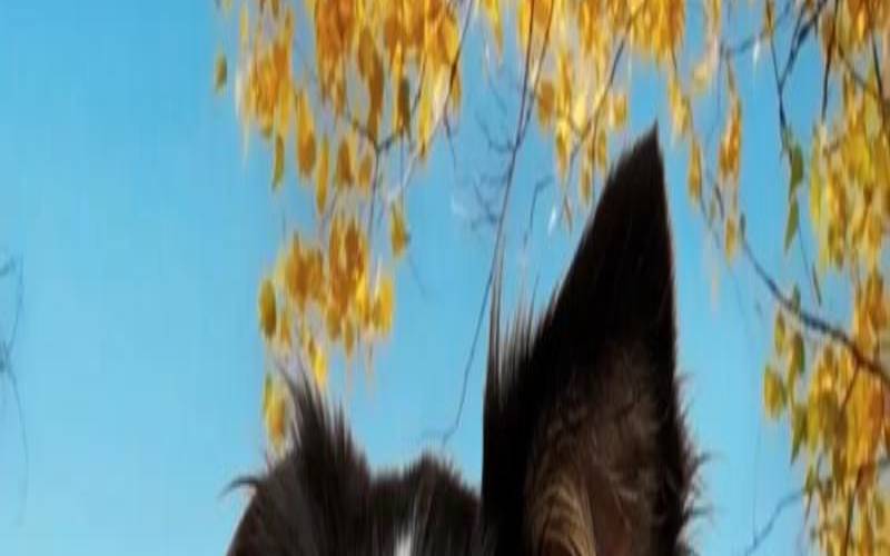 70年属狗晚年生活如何（1958年属狗男晚年命运）