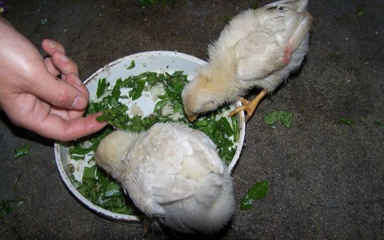 我梦见鸡死了（梦见鸡断头是什么预兆）