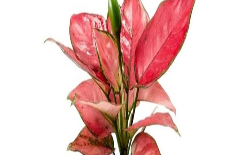 33的吉祥寓意（33吉利还是32吉利）