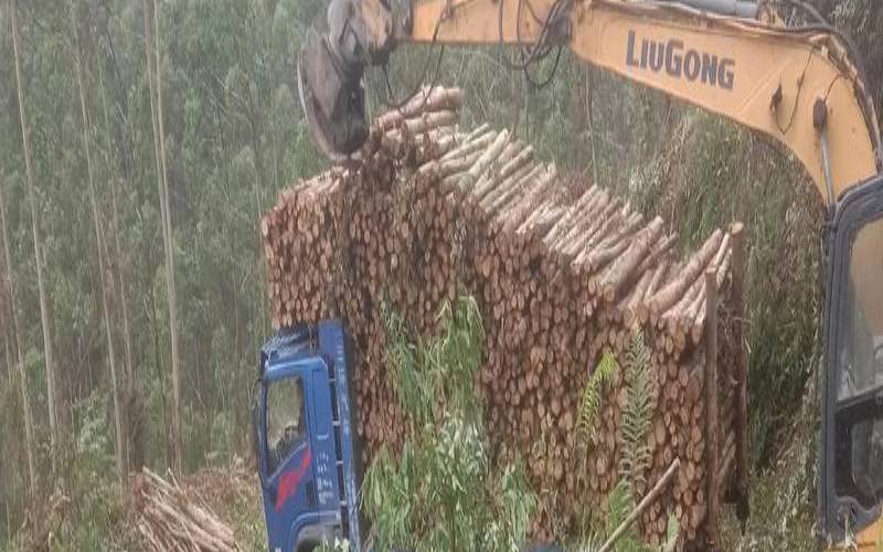 10月伐木吉日（什么日子伐木最吉利）