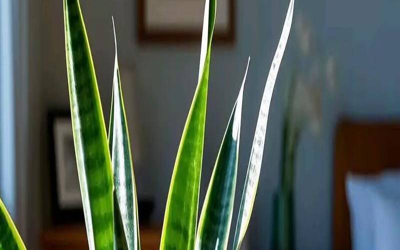 适合放在卧室安神助眠的花（卧室助眠安神的花）