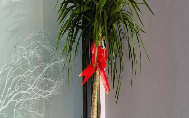 住宅客厅放什么绿植好（进门摆什么绿植风水好）