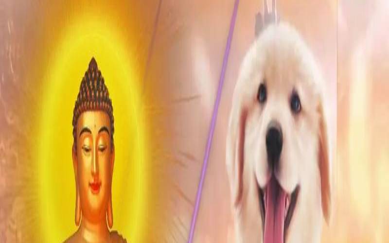 1982属狗2021年运势如何（82年属狗做什么生意最好）