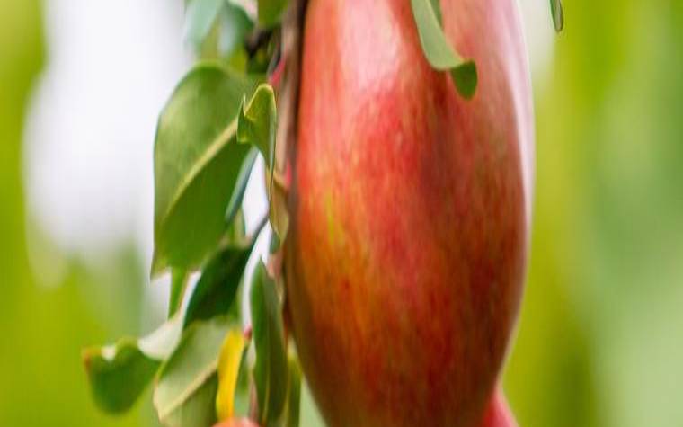 石榴木命和海中金命合适吗（石榴木和大海水相配吗）