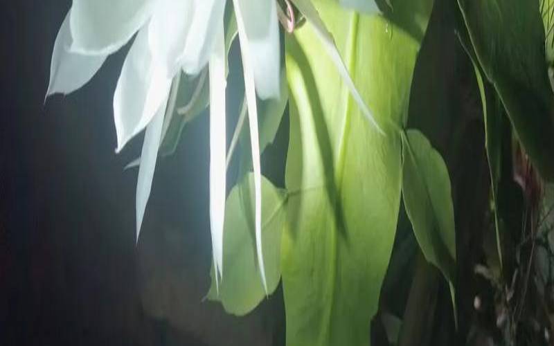 昙花开意味着什么（昙花开花必有大事发生）