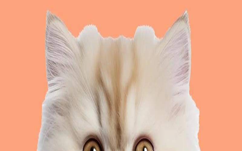 00后给宠物取名字（宠物洋气的名字）