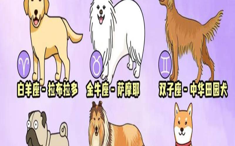 十二星座专属狗狗名字（宠物名字排行榜前十名）