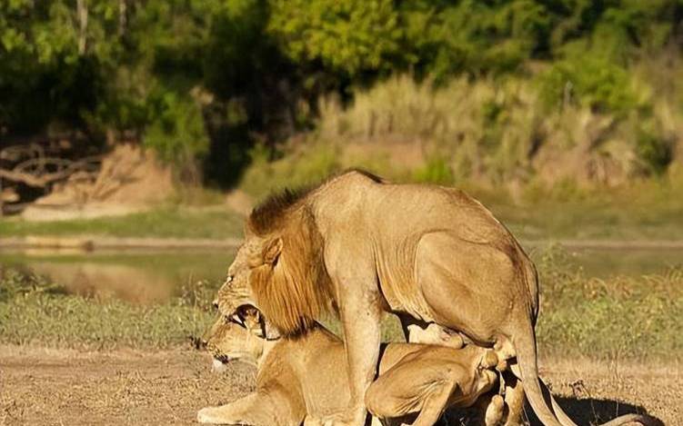 狮子脖子上的东西是什么（雄性狮子的生理结构图）