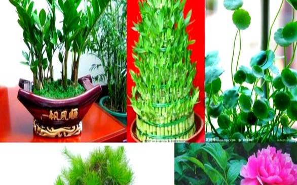 十二生肖养什么花招财（12生肖适合养什么发财树）