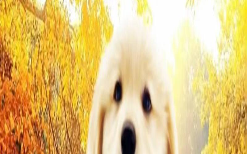 1970年属狗人今日幸运数字（1970年属狗幸运数字和颜色）