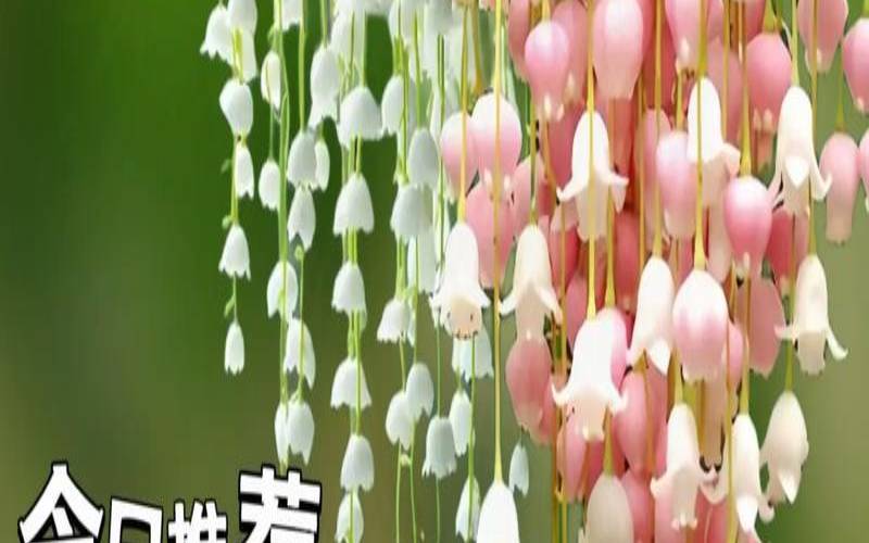 铃兰最强的一届（最准塔罗牌免费占卜）