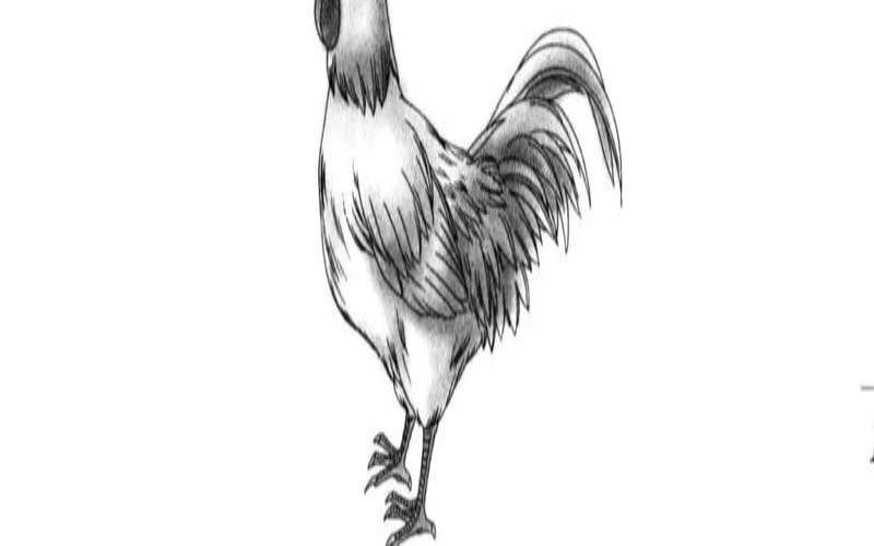 属鸡的男生今年婚姻如何（属鸡的今年婚姻顺利吗）