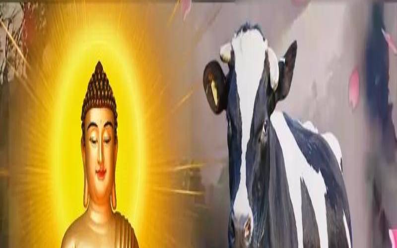 1985属牛的2020年运势如何（属牛人做什么生意发财）