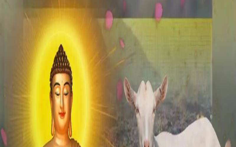 1979年属羊男士2021年运势（79年的羊今年适合做生意吗）