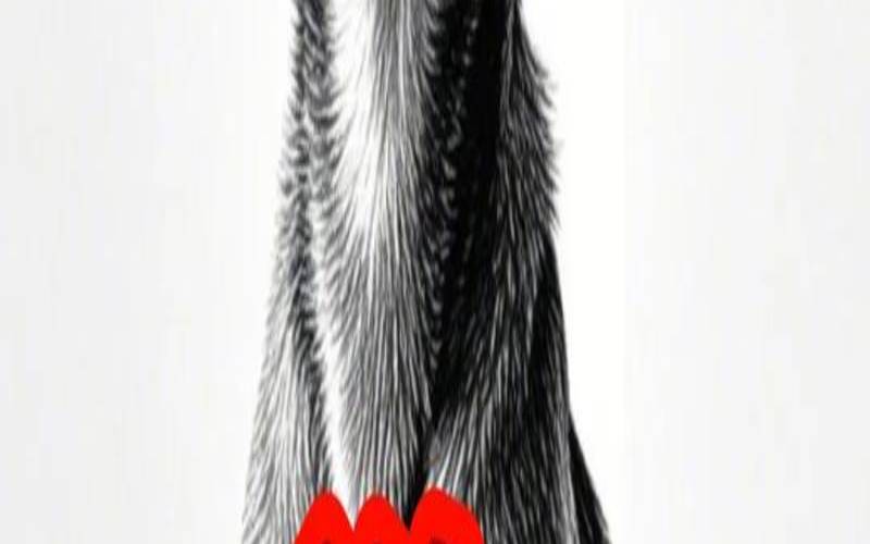 生肖犬今年多大（生肖为狗的年份）