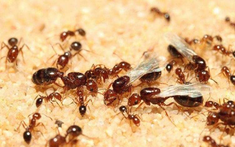 如何驱赶家里不干净的东西（十大镇邪的物品）