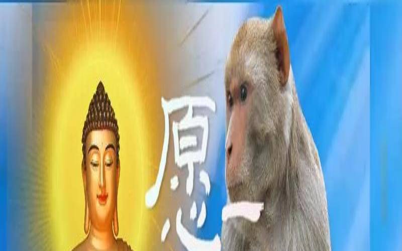 1980年属猴运势人的命（80年的猴适合做什么行业）