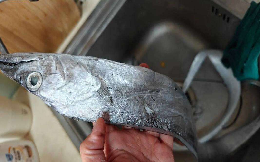 梦见好多的带鱼什么意思（女人梦见带鱼是什么征兆）