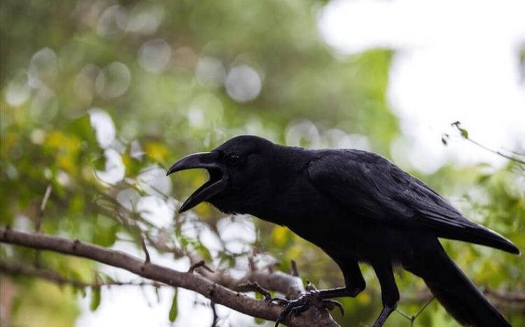 早上乌鸦叫预示什么（乌鸦叫十二时辰预兆）