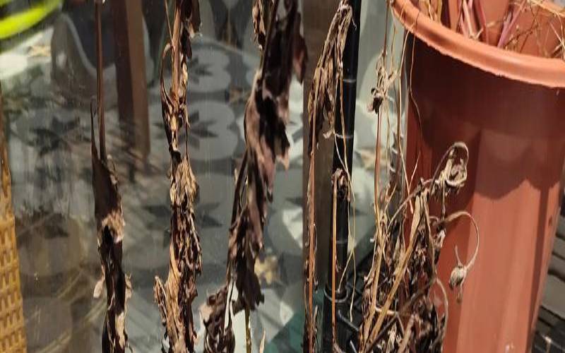 梦到花枯萎了什么意思（梦见花盆的花枯萎了）