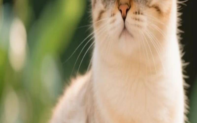 猫起名寓意好的名字英文（猫取名最吉利100个）