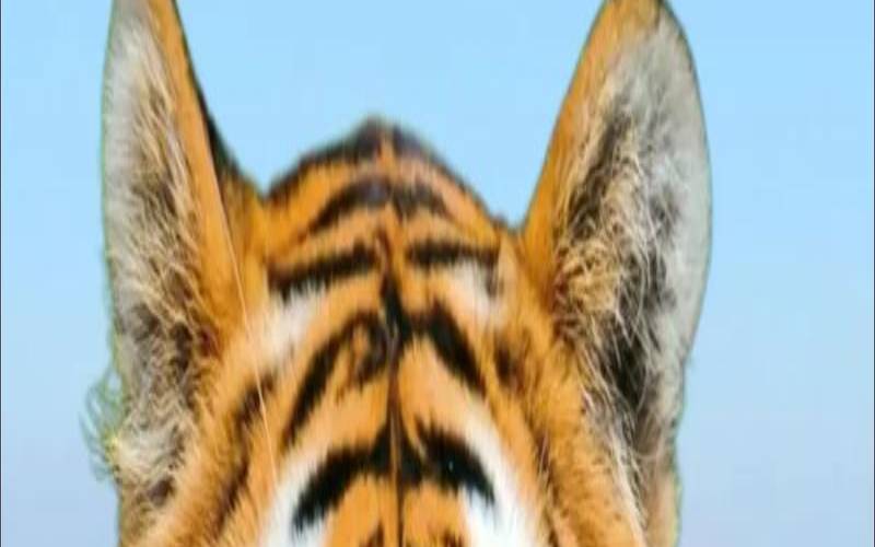 62年生肖虎2021年运势大全（62年属虎下半年运势）