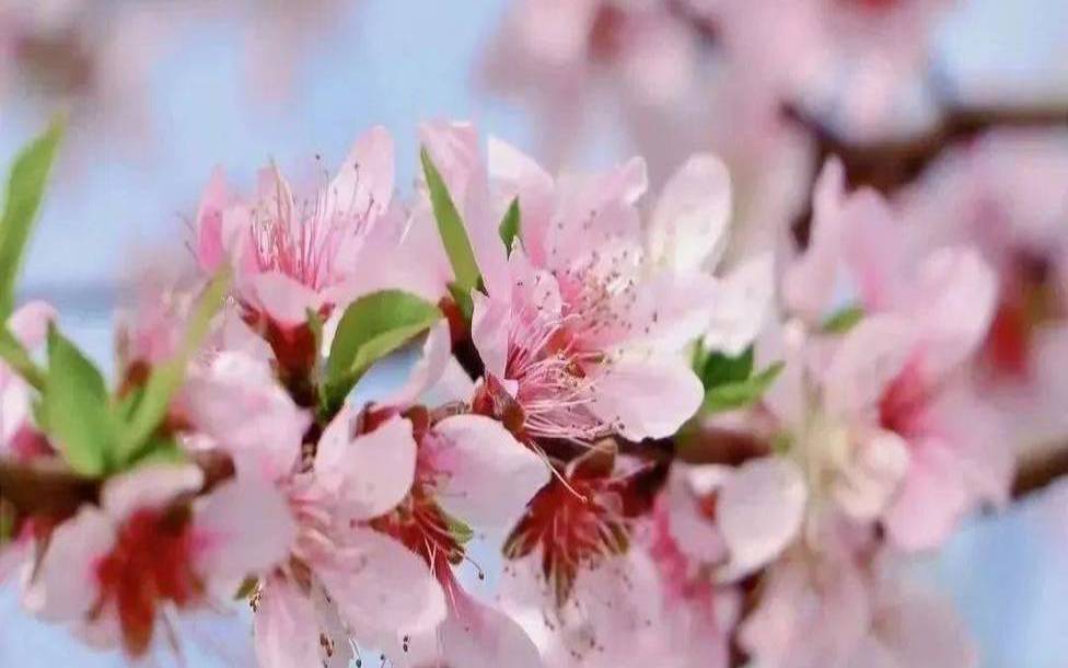 性吸引力最强的桃花（子午卯酉哪个最吸引人）