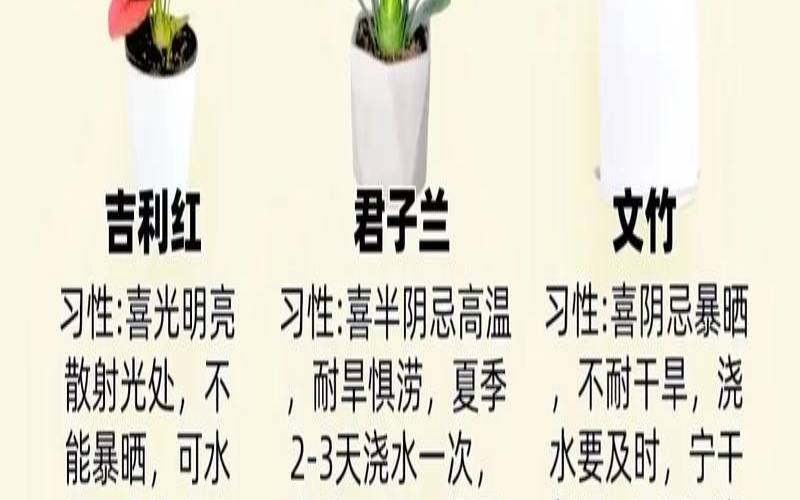 在家养绿植对身体有好处吗（公司买什么绿植比较好）