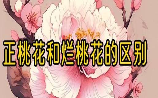 烂桃花事故现场测测（怎么判断是烂桃花）