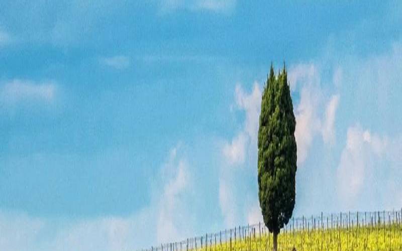 属鸡射手座2021年每月运势（93年属鸡射手座命运）