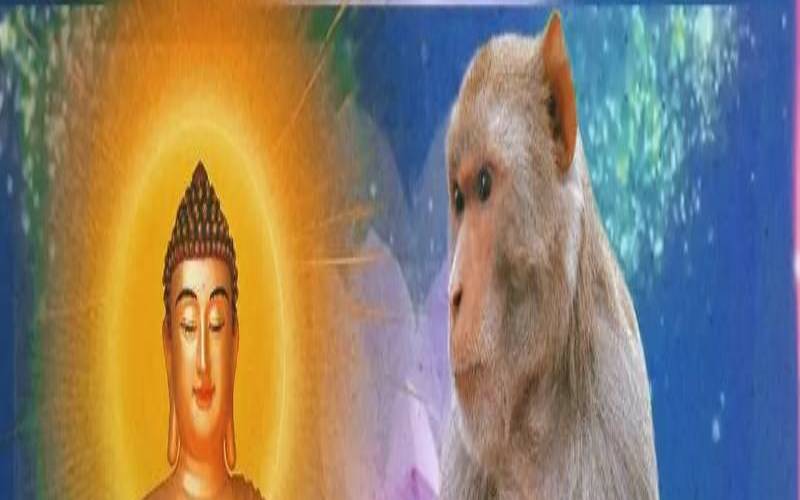 1980年的猴2020年运势（1980属猴多少岁了）