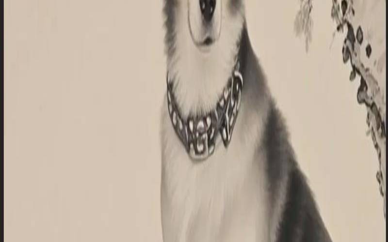 1982年属狗女2020年的运势（82年的女狗明年怎么样）