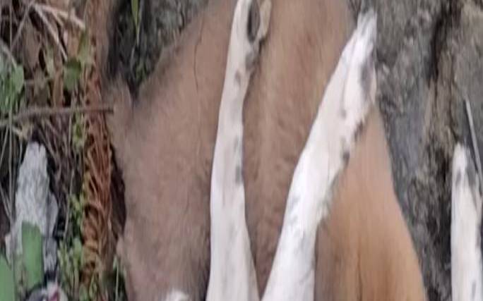 亲眼看到一只狗被车压死（看见狗狗被压死预兆）