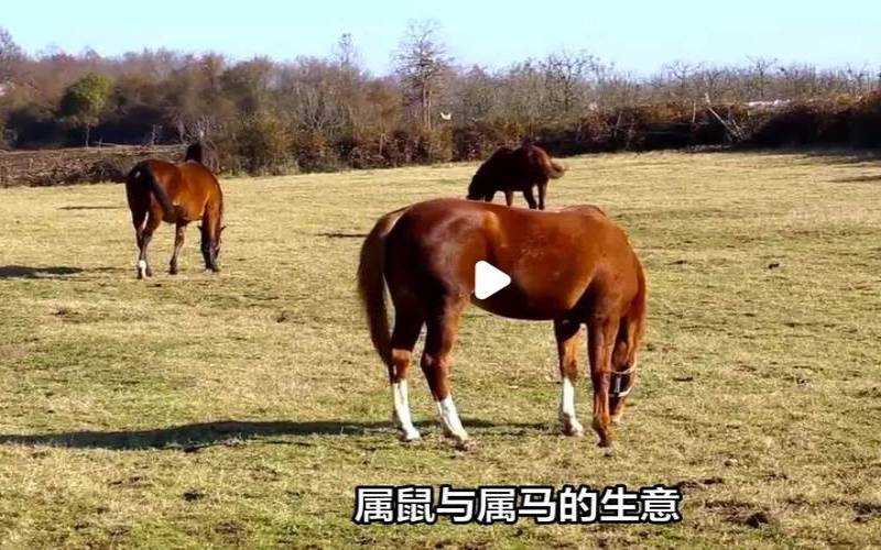 属鼠和属马为什么相冲（鼠和马合作生意好吗）